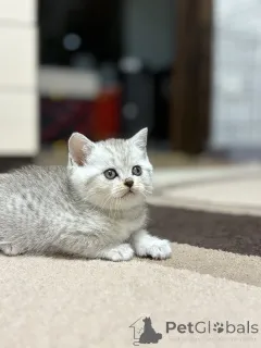 Фото №2 к объявлению №163066 о продаже шотландская (скоттиш страйт) - купить в Беларуси заводчик