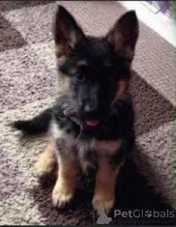 Фото №2 к объявлению №167720 о продаже немецкую овчарку - купить в Бельгии частное объявление, заводчик