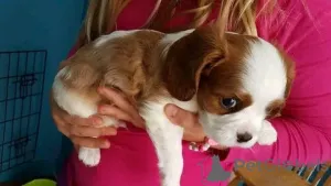 Дополнительные фото: Cavalier-King-Charles-Welpen zur Adoption! Wir freuen uns, Ihnen unseren