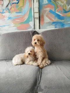 Дополнительные фото: Щенки той-пуделя