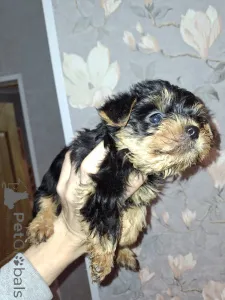 Фото №3. Чистокровные щенки Йоркширского Терьера.  Латвия