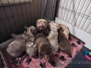 Дополнительные фото: Очаровательные щенки готовы растопить ваше сердце!