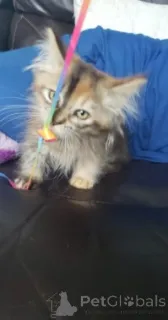 Дополнительные фото: Котята Манчкин