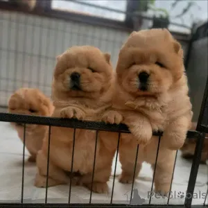 Фото №1. чау-чау - купить в Берлине за 92767₽. Объявление №139058