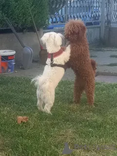 Дополнительные фото: Солозцы красивые щенки для продажи