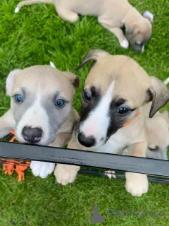 Фото №1. уиппет - купить в Мюнхене за договорная. Объявление №158215