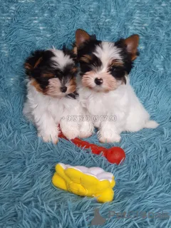 Фото №2 к объявлению №167461 о продаже бивер-йоркширского терьера - купить в Грузии частное объявление, из питомника, заводчик