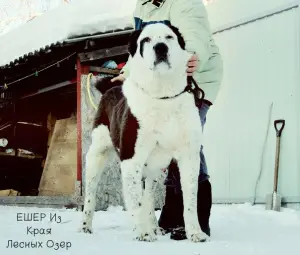 Дополнительные фото: Среднеазиатская овчарка