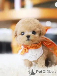 Фото №4. Продажа пуделя (той) в Каролина Бич заводчик - цена договорная