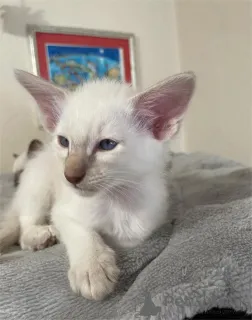 Фото №2 к объявлению №151543 о продаже балинезийская (балийская) - купить в Германии 