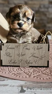 Дополнительные фото: Гаванский бизон