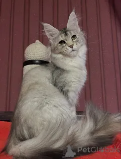 Дополнительные фото: Куда бы ни пошел Тео, мир следует за любовью, завернутой в мех.