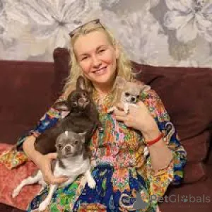 Фото №1. чихуахуа - купить в Лиссабон за 64937₽. Объявление №165951