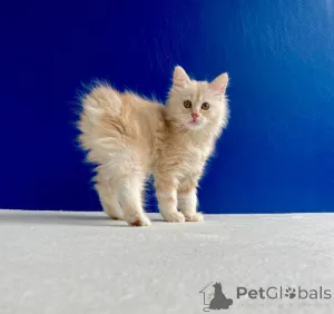 Фото №2 к объявлению №146013 о продаже курильский бобтейл - купить в Украине из питомника