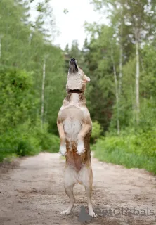 Дополнительные фото: Бетти та самая, Ваша идеальная собака, с которой просто хорошо