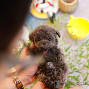 Фото №2 к объявлению №151986 о продаже мальтипу - купить в США заводчик