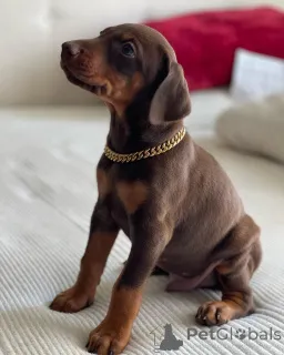 Дополнительные фото: Urocze szczenięta dobermana do adopcji