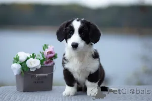 Дополнительные фото: Щенки Вельш-корги кардиган