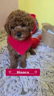 Фото №3. Очаровательные щенки красного той-пуделя.  Сербия