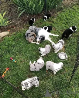 Фото №1. австралийская овчарка - купить в Дюссельдорфе за Бесплатно. Объявление №160335