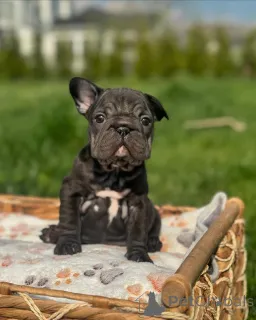 Фото №1. французский бульдог - купить в Мюнхене за 60299₽. Объявление №156370