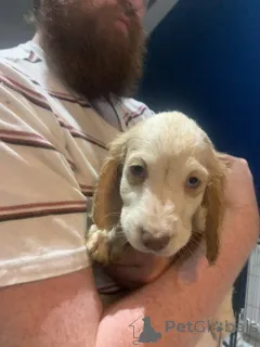 Фото №3. Потрясающий помет кросс-щенков золотистого ретривера и кокер-спаниеля.  Германия