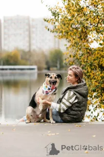 Дополнительные фото: Дэнди ждёт своего человека. Москва, МО