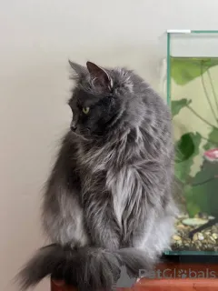 Дополнительные фото: Шикарная Марси