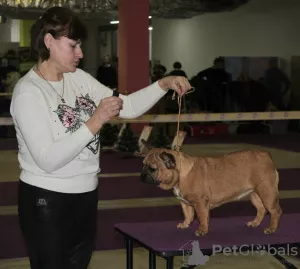 Дополнительные фото: Французский бульдог