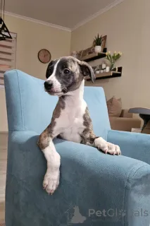 Дополнительные фото: Щенки персидской борзой (Салюки)