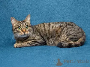 Дополнительные фото: Малышка Муся ищет дом и любящее сердце