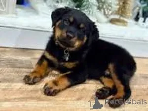 Фото №3. Cuccioli di Rottweiler в вендите.  Италия