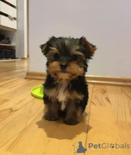 Фото №3. Yorkie Welpen Zur усыновление.  Германия
