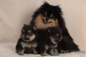 Фото №3. Девочка черно подпалая.  Украина