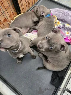 Фото №3. Стаффордширский бультерьер Welpen zu verkaufen.  Люксембург