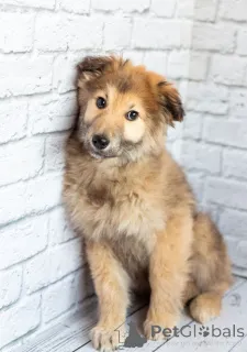 Фото №2 к объявлению №163125 о продаже беспородную - купить в России частное объявление