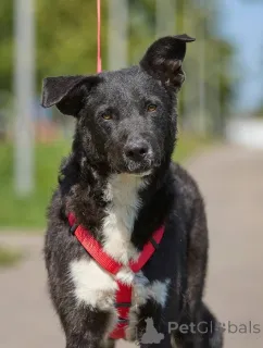 Дополнительные фото: Ночка - очень добрая и очень своя. Та, с кем легко и радостно каждый день.