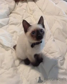 Фото №3. Майло, любопытный болтун с голубыми глазами.. Швеция