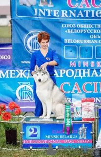 Дополнительные фото: Услуги Хендлера в Минске. Хендлер Минск