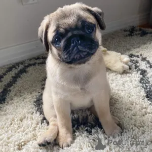 Фото №1. мопс - купить в Нью-Йорке за 73924₽. Объявление №146296