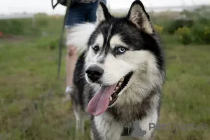 Фото №2 к объявлению №146221 о продаже сибирского хаски - купить в России частное объявление