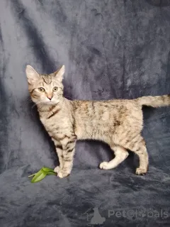 Фото №3. Котенок Машенька ищет дом!. Россия