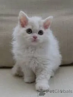 Фото №1. селкирк рекс короткошёрстный - купить в Брюсселе за 46384₽. Объявление №165840