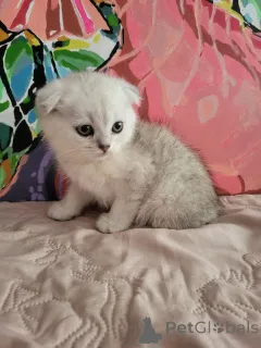 Фото №1. британская короткошёрстная - купить в Полтаве за 10321₽. Объявление №145739