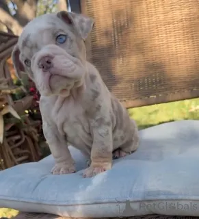 Фото №1. английский бульдог - купить в Счет за 26960₽. Объявление №173879