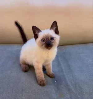 Фото №1.  - купить в Мюнхене за договорная. Объявление №167234