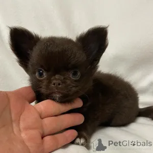 Фото №4. Продажа чихуахуа в Сиднее заводчик - цена 62908₽