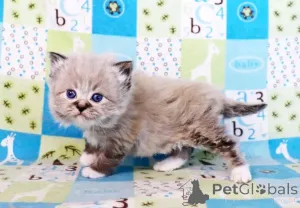 Фото №2 к объявлению №161346 о продаже рэгдолл - купить в Эстонии частное объявление