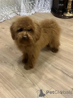 Фото №4. Продажа пуделя (той) в Киеве частное объявление, из питомника, заводчик - цена 92767₽