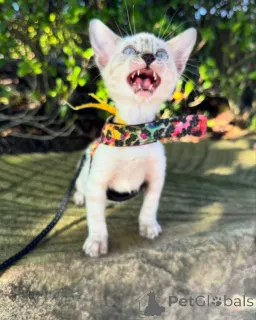 Фото №1. бенгальская - купить в Колоне за 69575₽. Объявление №152544